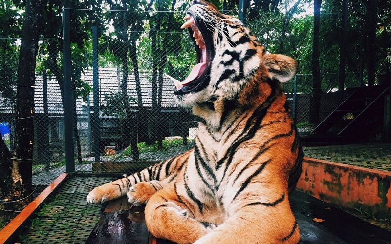 2-in-1 Park Hopper Plus Singapore by Mandai Wildlife Reserves Price