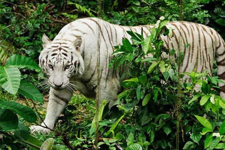 2-in-1 Park Hopper Plus Singapore by Mandai Wildlife Reserves Review