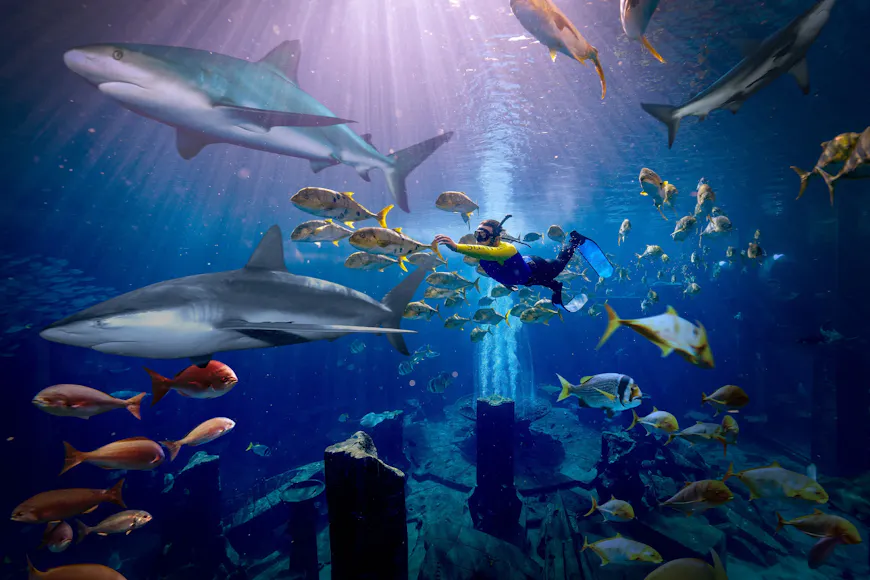 Atlantis Aquaventure Shark Snorkel