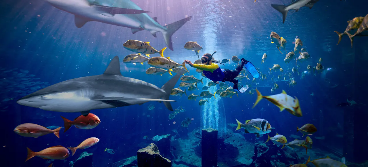 Atlantis Aquaventure Shark Snorkel