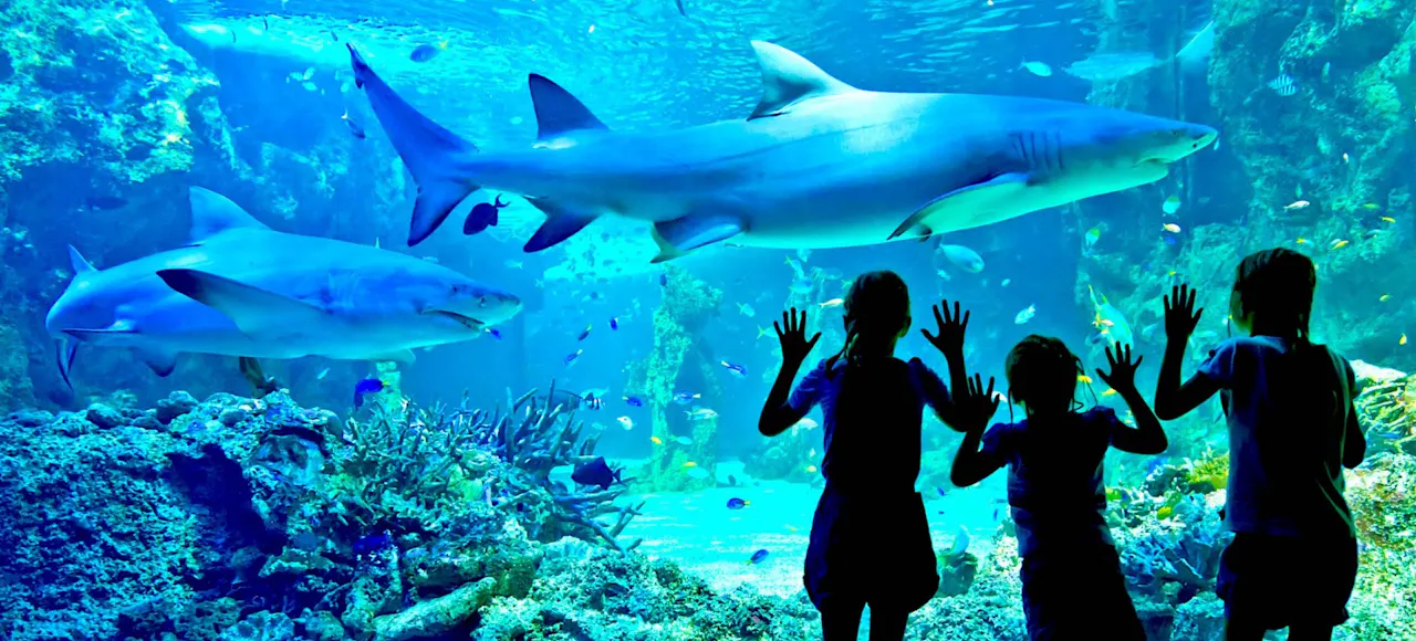 SEA LIFE Sydney Aquarium