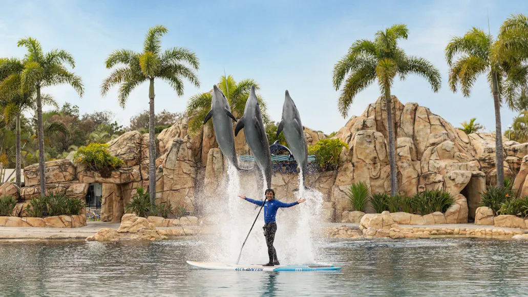 53 Things to Do at Sea World Gold Coast